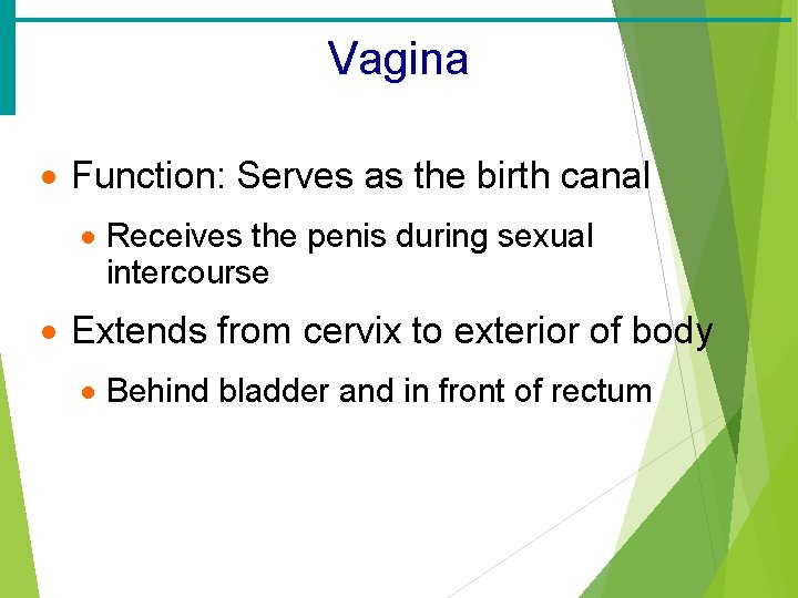 Vagina · Function: Serves as the birth canal · Receives the penis during sexual