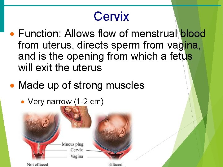 Cervix · Function: Allows flow of menstrual blood from uterus, directs sperm from vagina,