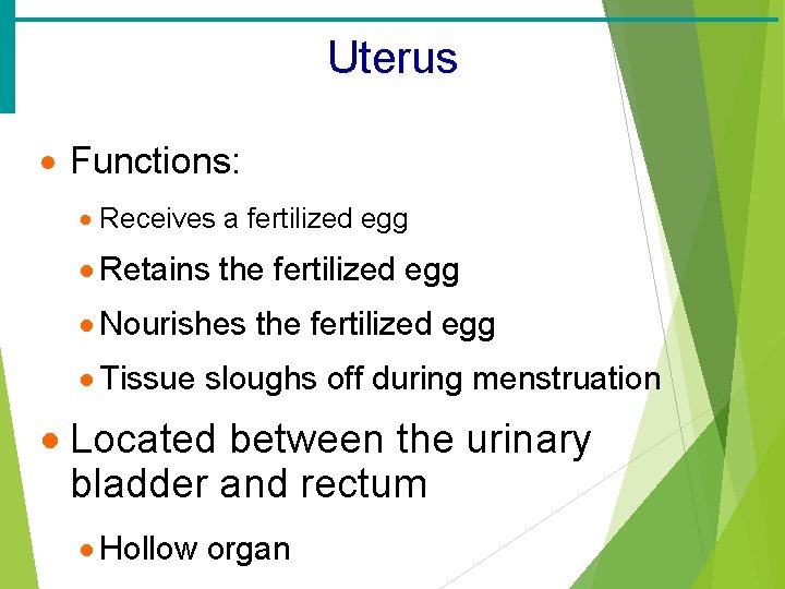 Uterus · Functions: · Receives a fertilized egg · Retains the fertilized egg ·