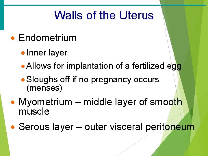 Walls of the Uterus · Endometrium · Inner layer · Allows for implantation of