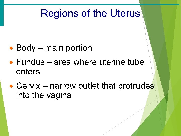 Regions of the Uterus · Body – main portion · Fundus – area where