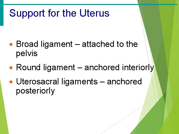 Support for the Uterus · Broad ligament – attached to the pelvis · Round