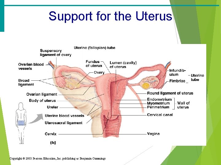 Support for the Uterus Copyright © 2003 Pearson Education, Inc. publishing as Benjamin Cummings