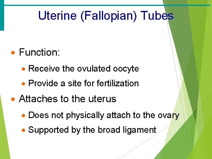 Uterine (Fallopian) Tubes · Function: · Receive the ovulated oocyte · Provide a site