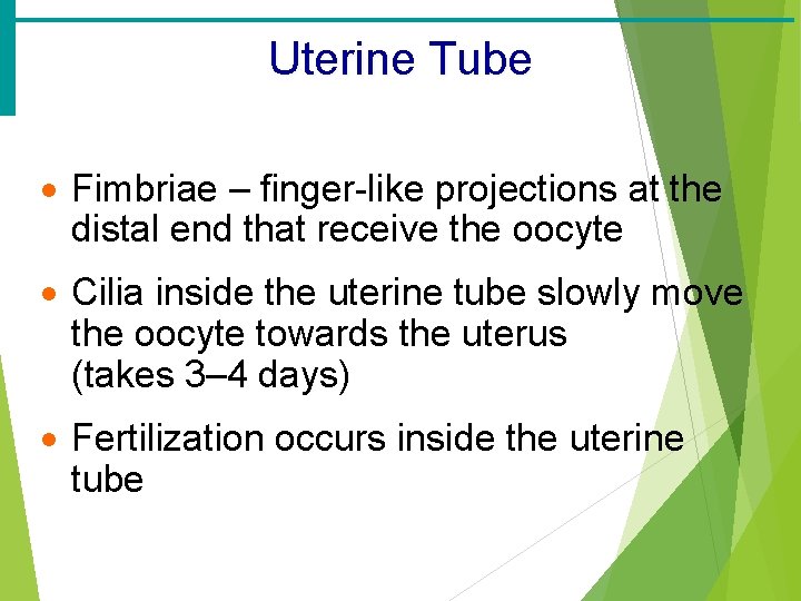 Uterine Tube · Fimbriae – finger-like projections at the distal end that receive the