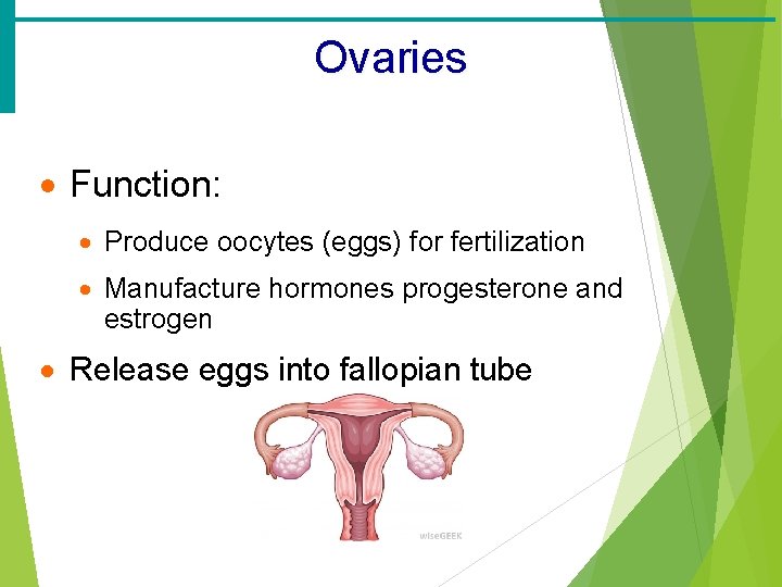 Ovaries · Function: · Produce oocytes (eggs) for fertilization · Manufacture hormones progesterone and