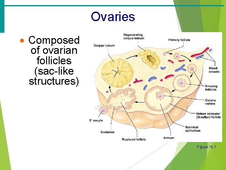Ovaries · Composed of ovarian follicles (sac-like structures) Figure 16. 7 