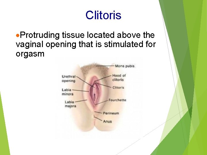 Clitoris ·Protruding tissue located above the vaginal opening that is stimulated for orgasm 
