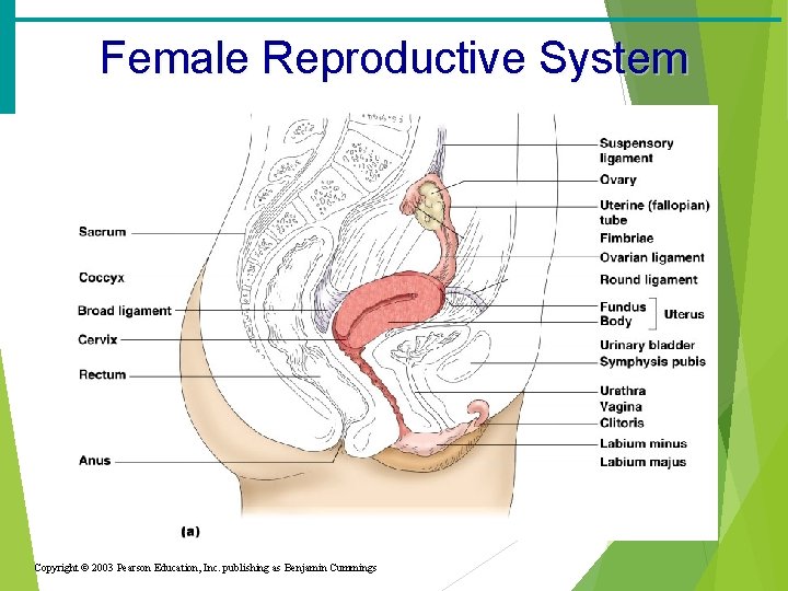 Female Reproductive System Copyright © 2003 Pearson Education, Inc. publishing as Benjamin Cummings 