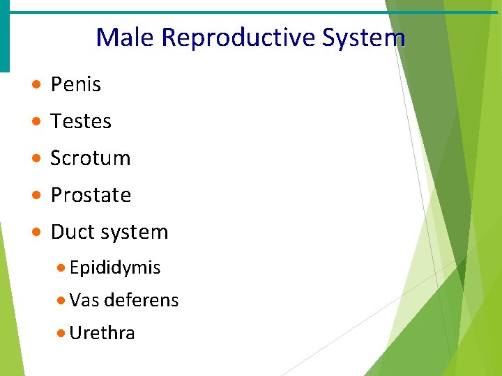 Male Reproductive System · Penis · Testes · Scrotum · Prostate · Duct system