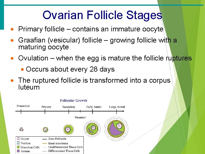 Ovarian Follicle Stages · Primary follicle – contains an immature oocyte · Graafian (vesicular)