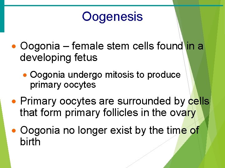 Oogenesis · Oogonia – female stem cells found in a developing fetus · Oogonia