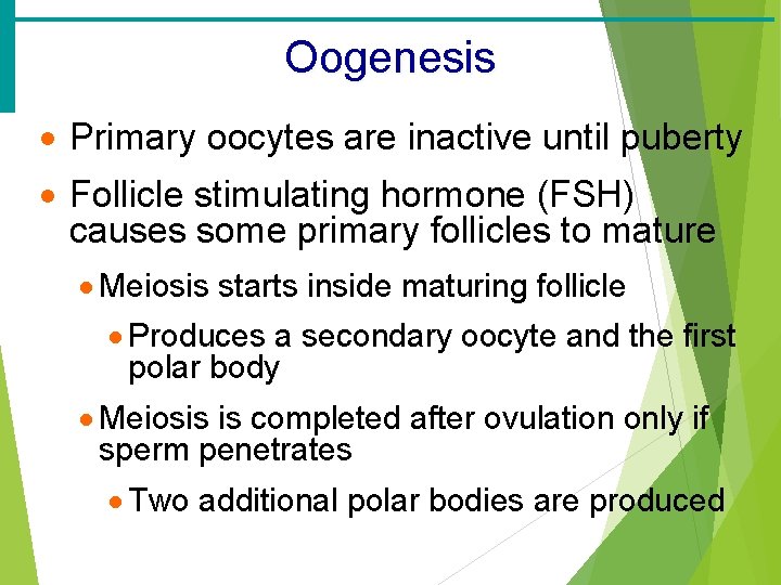 Oogenesis · Primary oocytes are inactive until puberty · Follicle stimulating hormone (FSH) causes