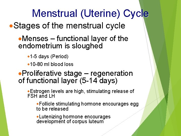 Menstrual (Uterine) Cycle ·Stages of the menstrual cycle ·Menses – functional layer of the