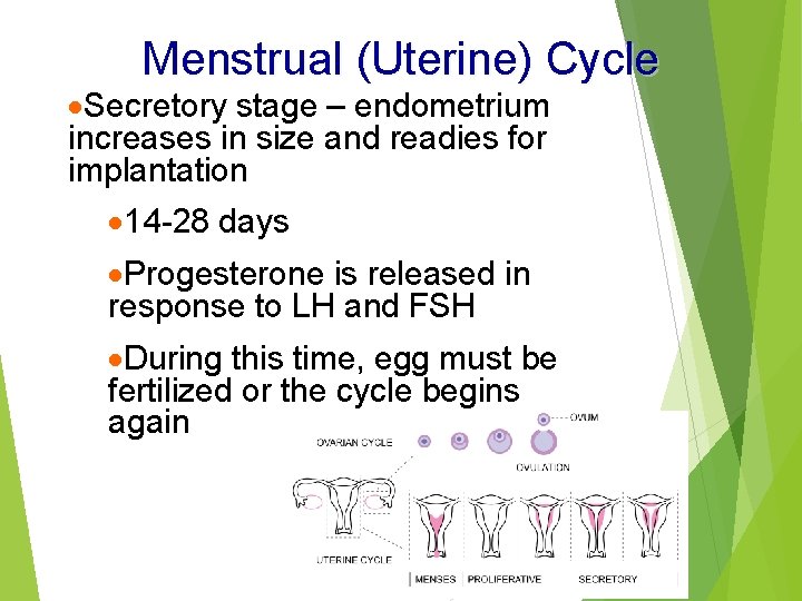 Menstrual (Uterine) Cycle ·Secretory stage – endometrium increases in size and readies for implantation
