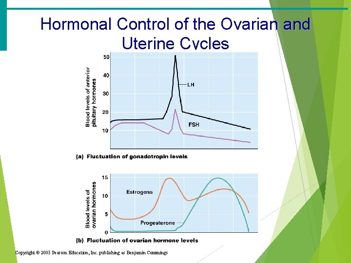 Hormonal Control of the Ovarian and Uterine Cycles Copyright © 2003 Pearson Education, Inc.