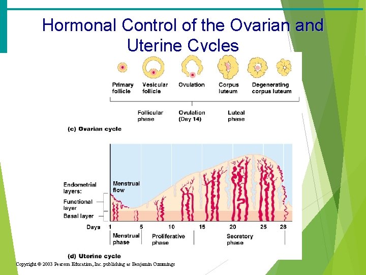 Hormonal Control of the Ovarian and Uterine Cycles Copyright © 2003 Pearson Education, Inc.