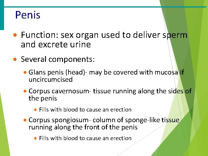 Penis · Function: sex organ used to deliver sperm and excrete urine · Several