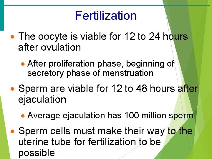 Fertilization · The oocyte is viable for 12 to 24 hours after ovulation ·