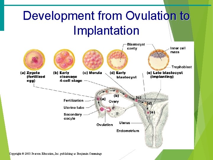 Development from Ovulation to Implantation Copyright © 2003 Pearson Education, Inc. publishing as Benjamin