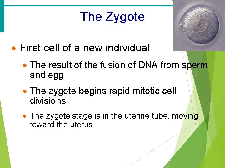 The Zygote · First cell of a new individual · The result of the