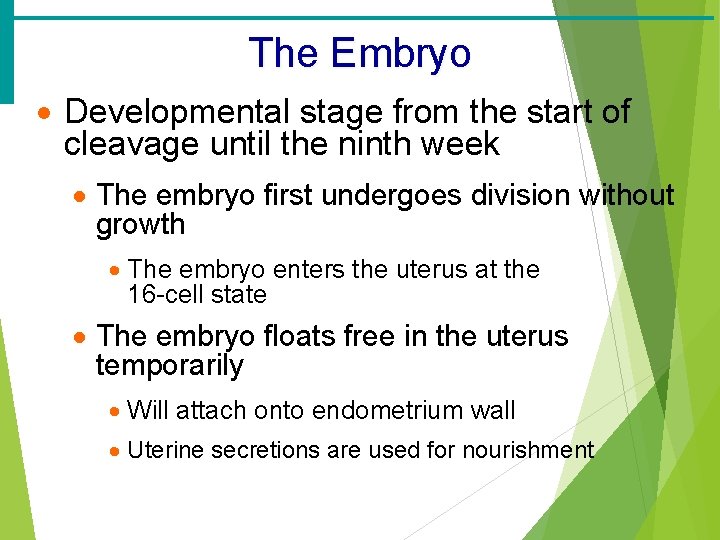 The Embryo · Developmental stage from the start of cleavage until the ninth week