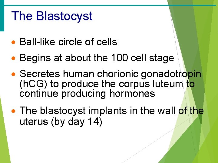 The Blastocyst · Ball-like circle of cells · Begins at about the 100 cell