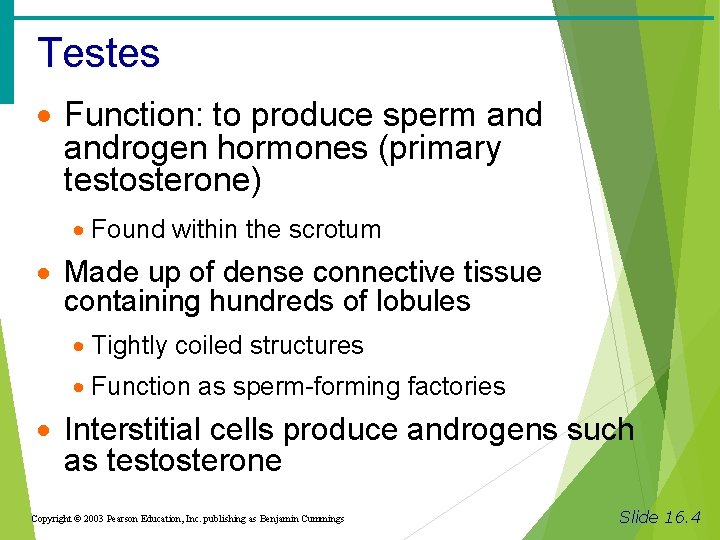 Testes · Function: to produce sperm androgen hormones (primary testosterone) · Found within the