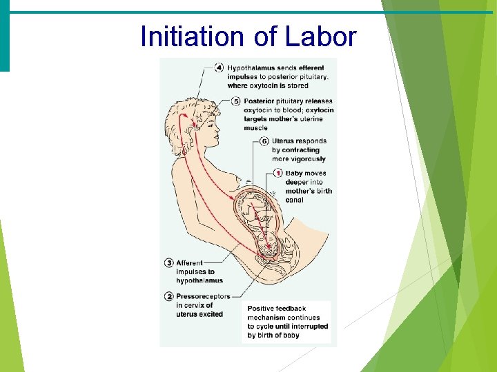 Initiation of Labor 