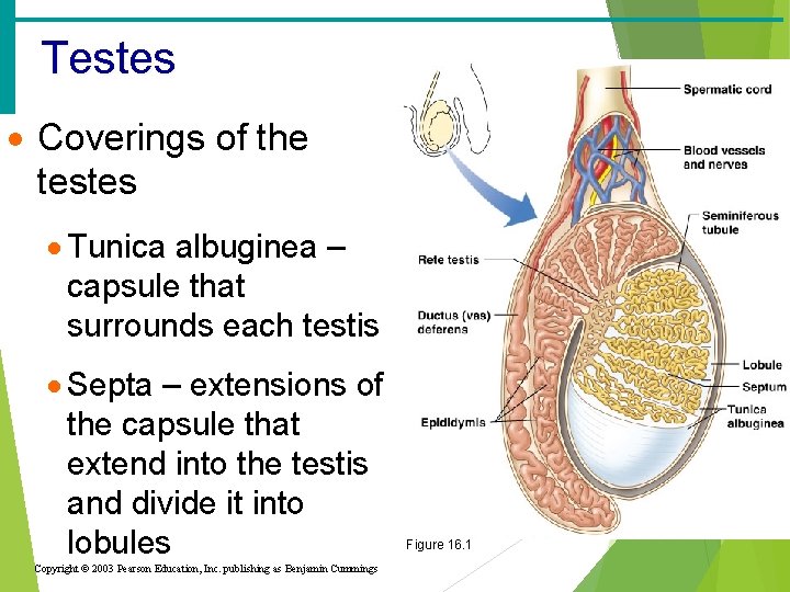 Testes · Coverings of the testes · Tunica albuginea – capsule that surrounds each