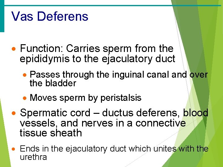 Vas Deferens · Function: Carries sperm from the epididymis to the ejaculatory duct ·