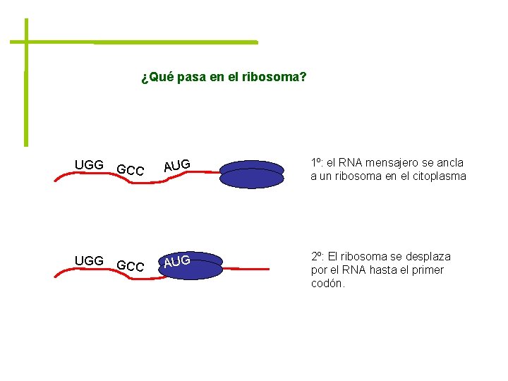 ¿Qué pasa en el ribosoma? UGG GCC AUG 1º: el RNA mensajero se ancla