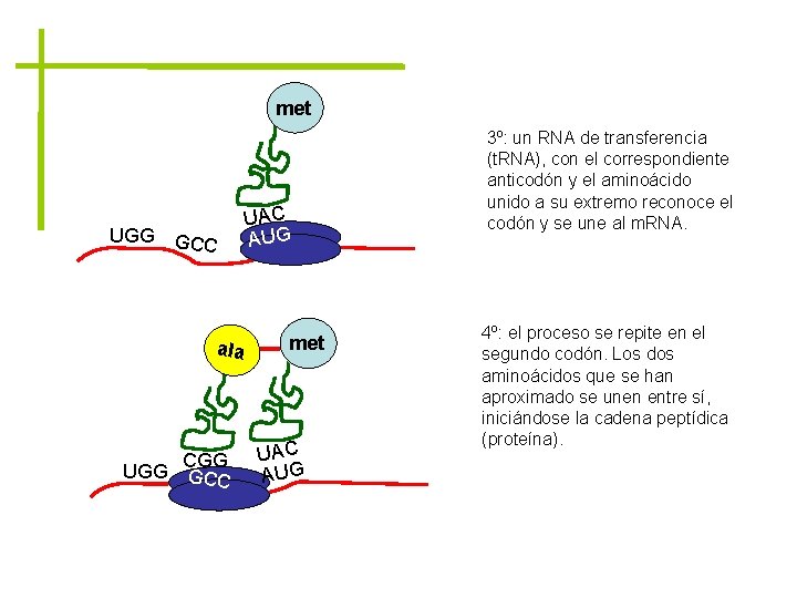 met UGG GCC ala CGG UGG GCC UAC AUG met UAC AUG 3º: un