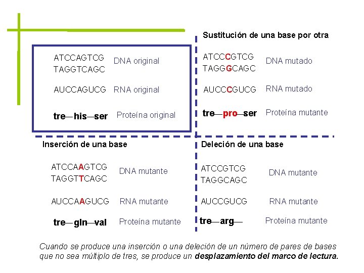 Sustitución de una base por otra DNA original ATCCCGTCG TAGGGCAGC DNA mutado AUCCAGUCG RNA