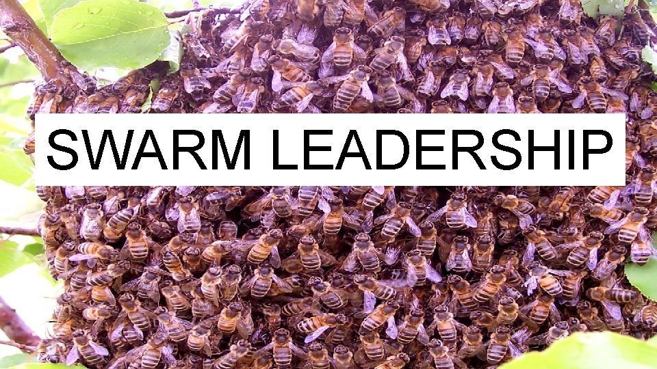 SWARM LEADERSHIP 