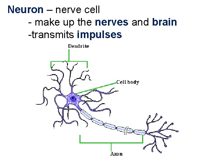 Neuron – nerve cell - make up the nerves and brain -transmits impulses 
