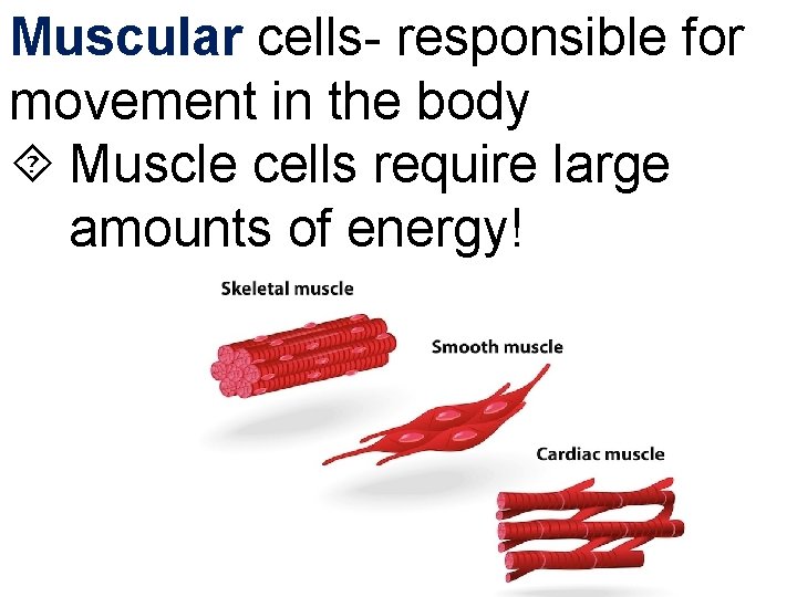 Muscular cells- responsible for movement in the body Muscle cells require large amounts of