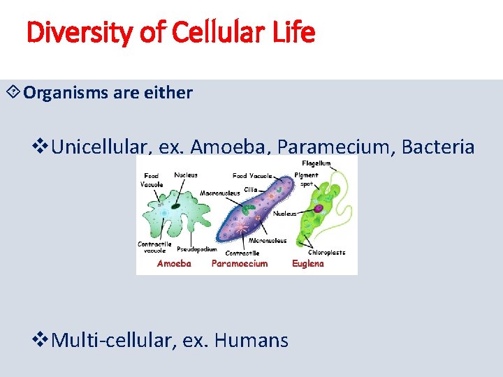 Diversity of Cellular Life Organisms are either v. Unicellular, ex. Amoeba, Paramecium, Bacteria v.