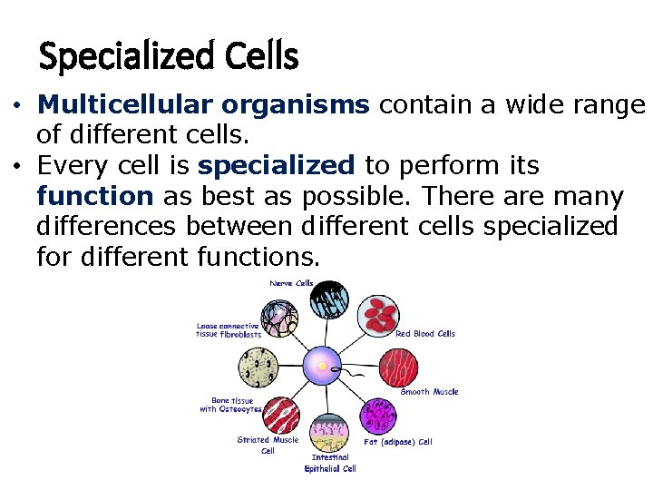 Specialized Cells • Multicellular organisms contain a wide range of different cells. • Every