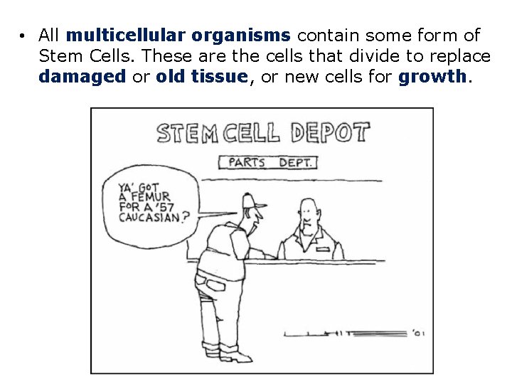  • All multicellular organisms contain some form of Stem Cells. These are the