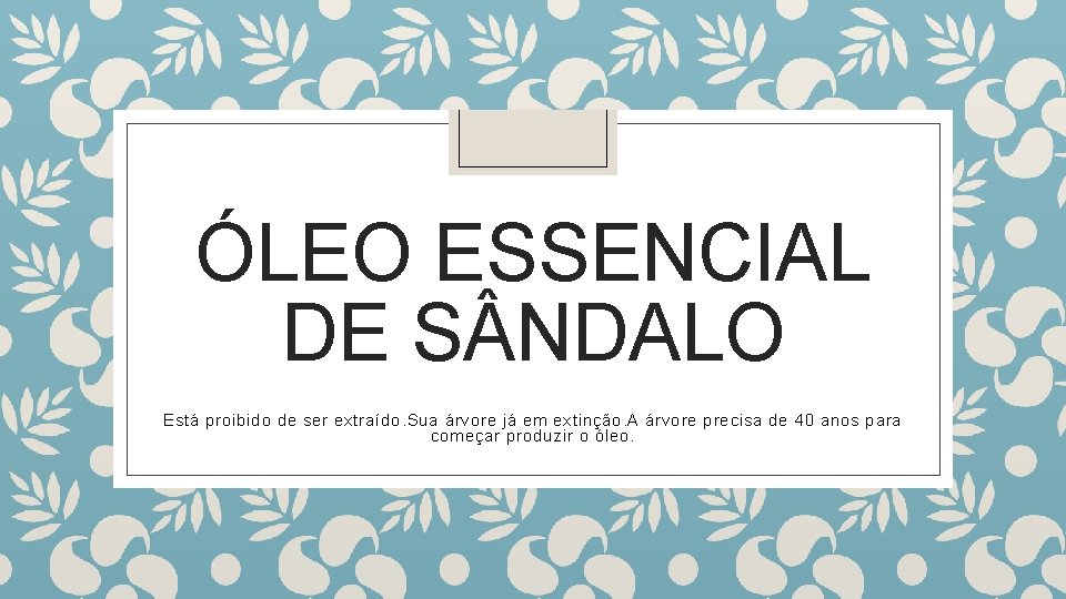 ÓLEO ESSENCIAL DE S NDALO Está proibido de ser extraído. Sua árvore já em