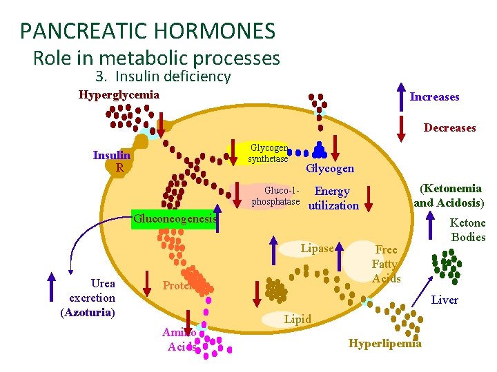 PANCREATIC HORMONES Role in metabolic processes 3. Insulin deficiency Hyperglycemia Increases Decreases Glycogen synthetase