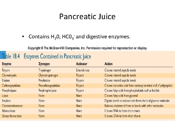 Pancreatic Juice • Contains H 20, HC 03 - and digestive enzymes. 