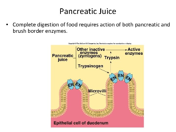 Pancreatic Juice • Complete digestion of food requires action of both pancreatic and brush