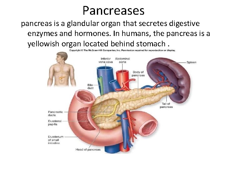 Pancreases pancreas is a glandular organ that secretes digestive enzymes and hormones. In humans,