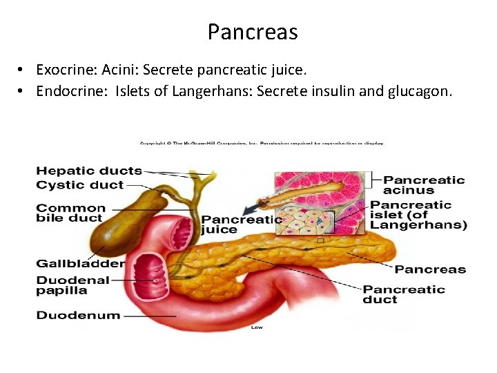 Pancreas • Exocrine: Acini: Secrete pancreatic juice. • Endocrine: Islets of Langerhans: Secrete insulin