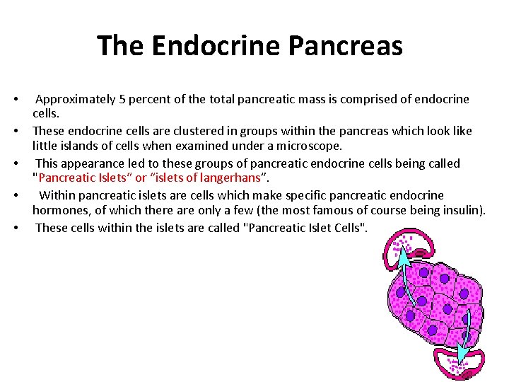 The Endocrine Pancreas • • • Approximately 5 percent of the total pancreatic mass