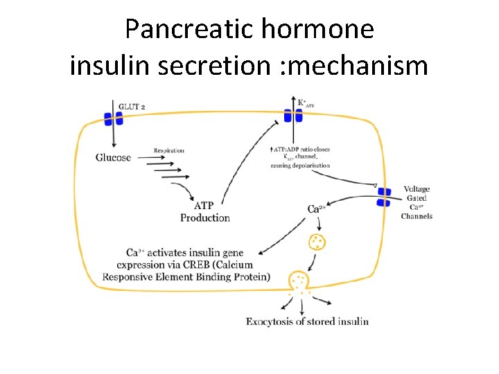 Pancreatic hormone insulin secretion : mechanism 