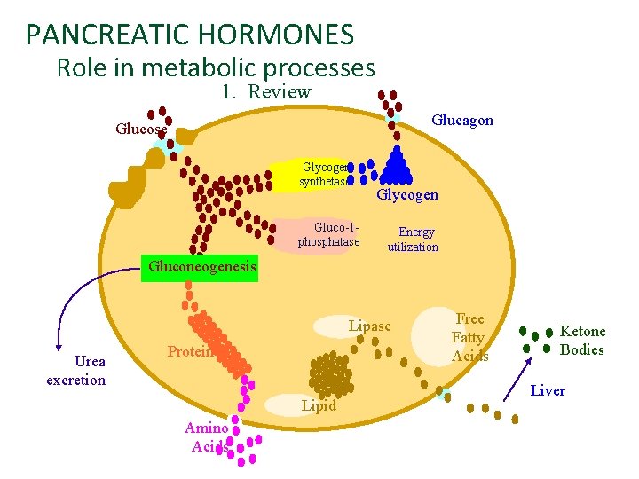 PANCREATIC HORMONES Role in metabolic processes 1. Review Glucagon Glucose Glycogen synthetase R Gluco-1