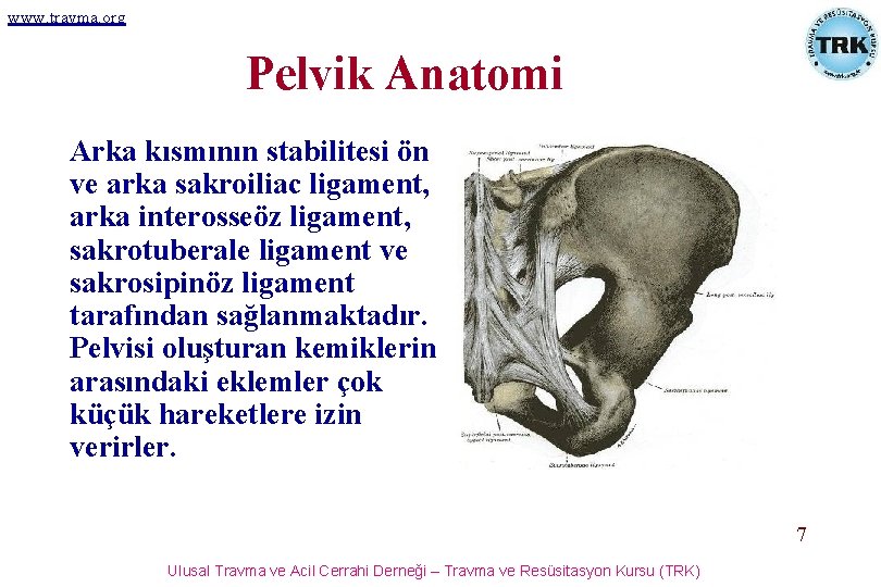 www. travma. org Pelvik Anatomi Arka kısmının stabilitesi ön ve arka sakroiliac ligament, arka